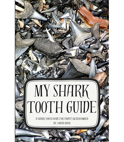 Amazon.co.jp: Yousoontic サメの歯のディスプレイケース サメの歯